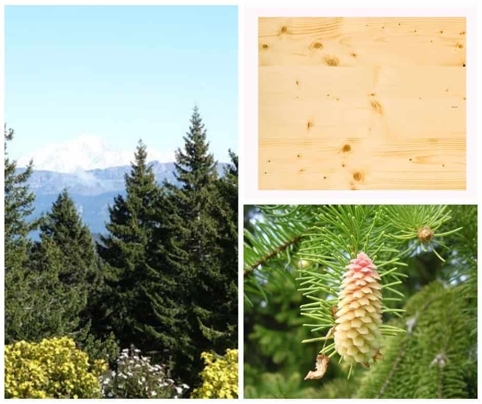 albero di abete, foglie, legno