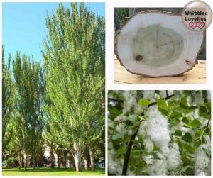 Poplar tree, leaves, wood