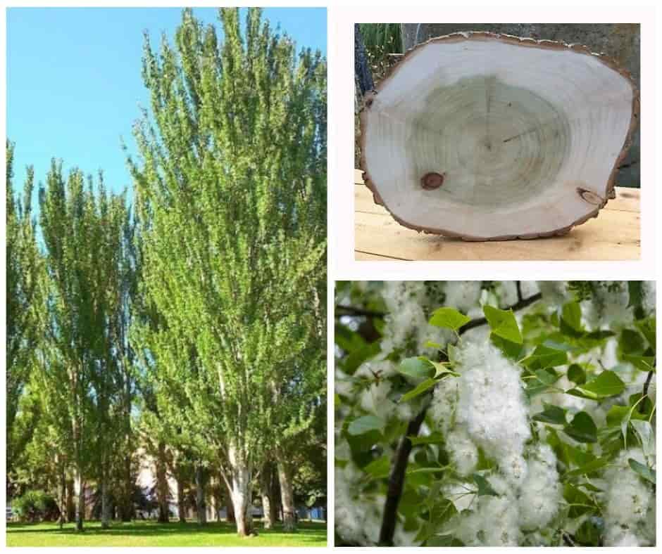 albero di pioppo, foglie, legno