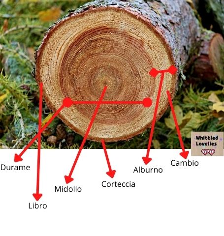 Il legno: tutto quello che è importante sapere: Illustrazione con nomi delle varie sezioni del legno: durame, libro, midollo, corteccia, alburno, cambio