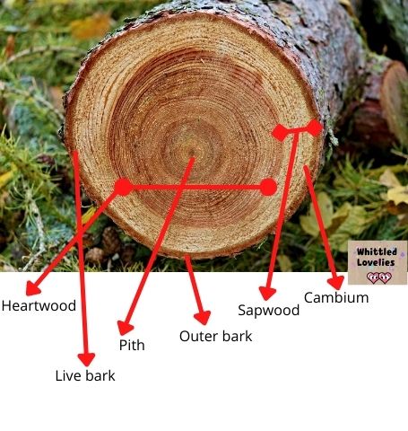 Wood: everything you need to know - Detailed structure of the interior of a tree: heartwood, live bark, pith, outer bark, sapwood, cambium