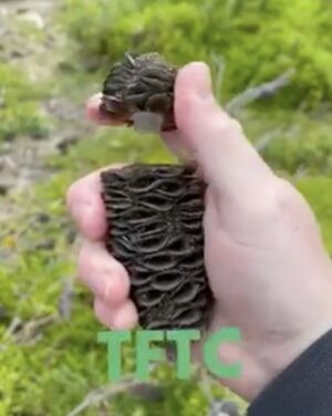 A picture of a pine cone processed by a woodcarver so that one can open it and find the logbook inside. The inscription TFTC is common among players stands for Thank you For The Cache.